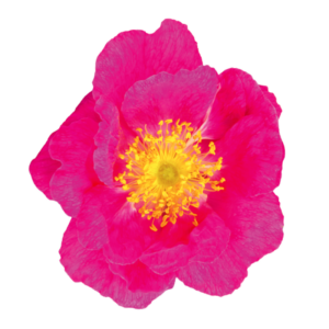 Магніт на авто Квітка шипшина французька 100в*100ш